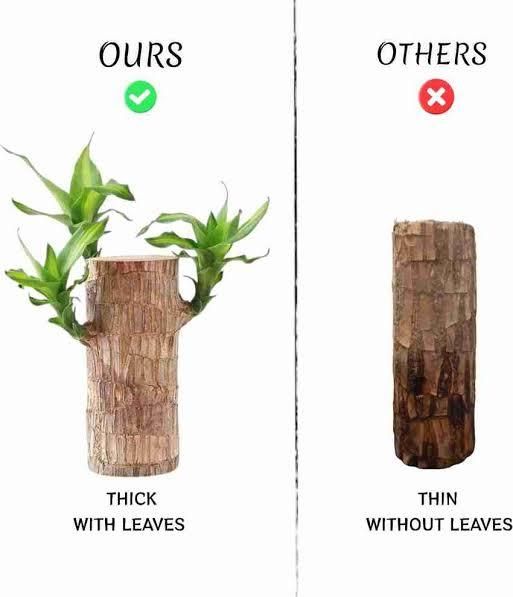 Prospera Lucky Bamboo