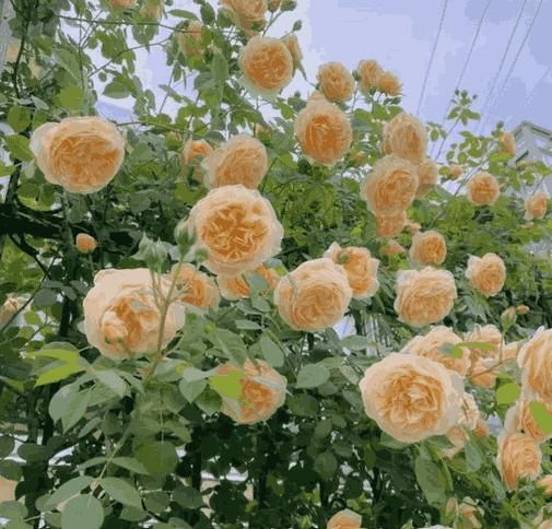 GraceBloom Climbing Rose Seeds