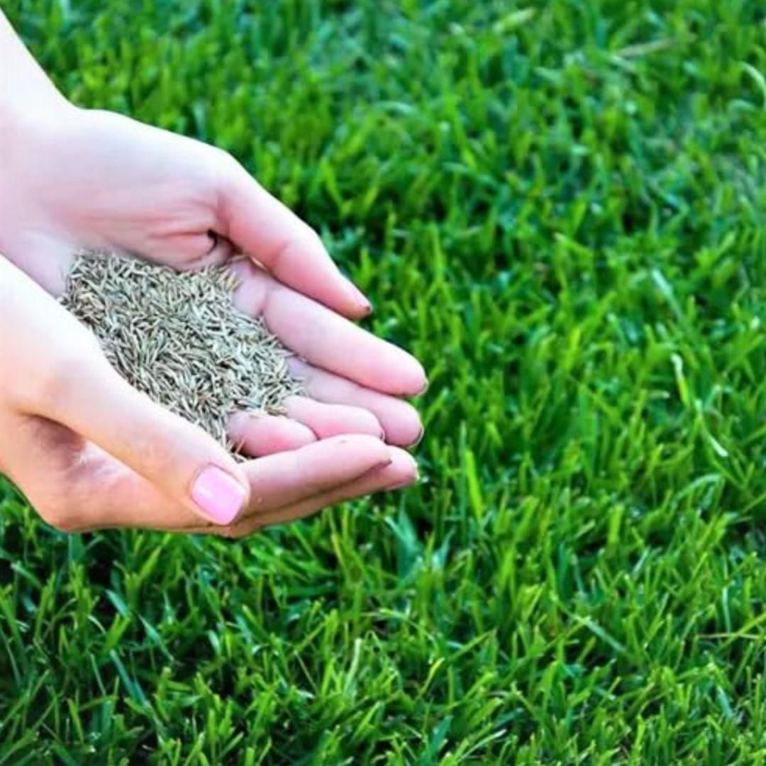 GreenJoy Hybrid Grass – 100 Seeds