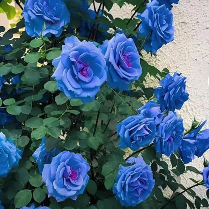 SkyPetal Climbing Rose Seeds