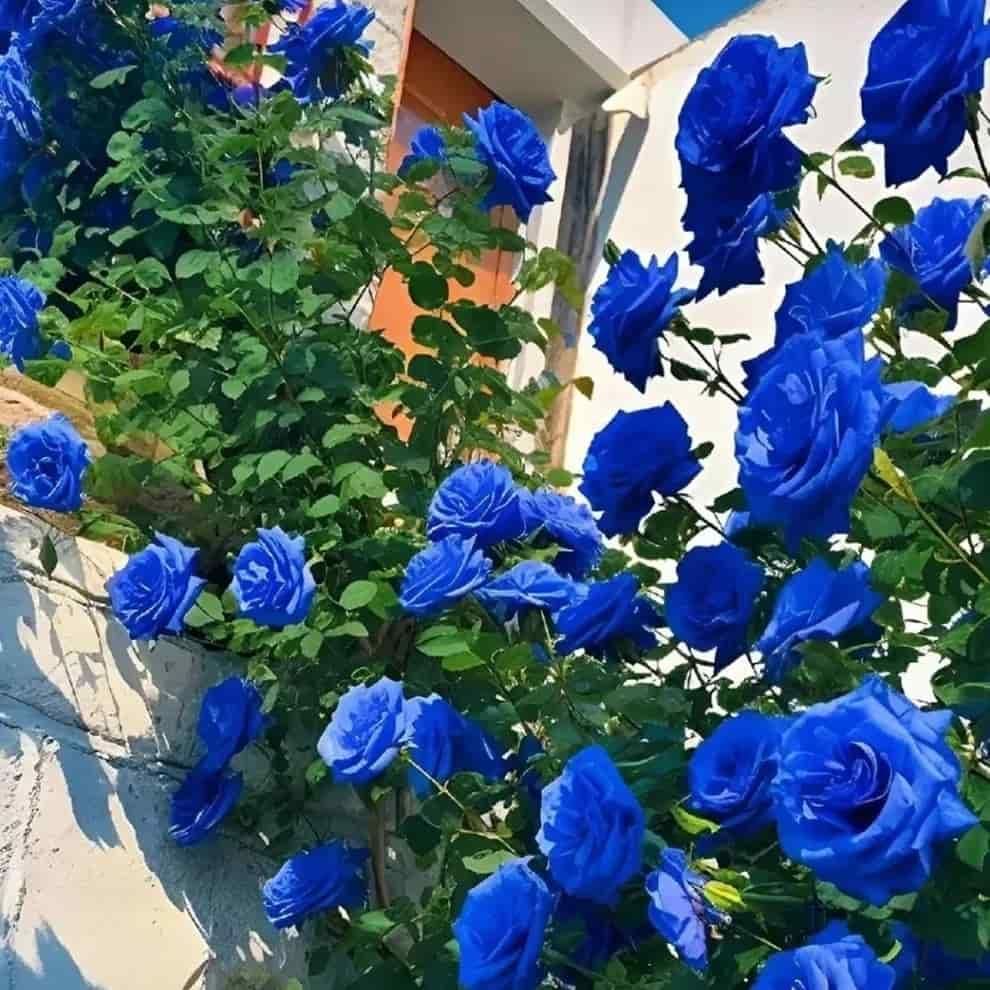 SkyPetal Climbing Rose Seeds