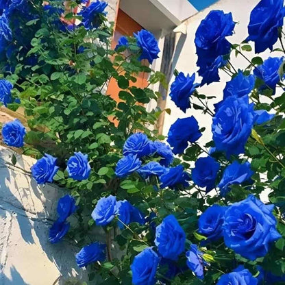 SkyPetal Climbing Rose Seeds