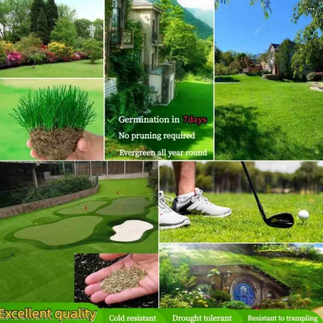 GreenJoy Hybrid Grass – 100 Seeds