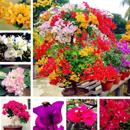 FloraMix Bougainvillea Pack