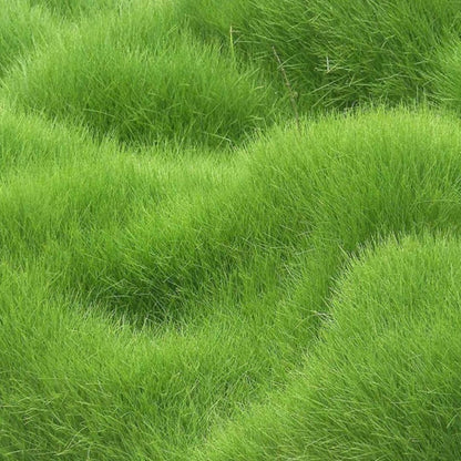 GreenJoy Hybrid Grass – 100 Seeds
