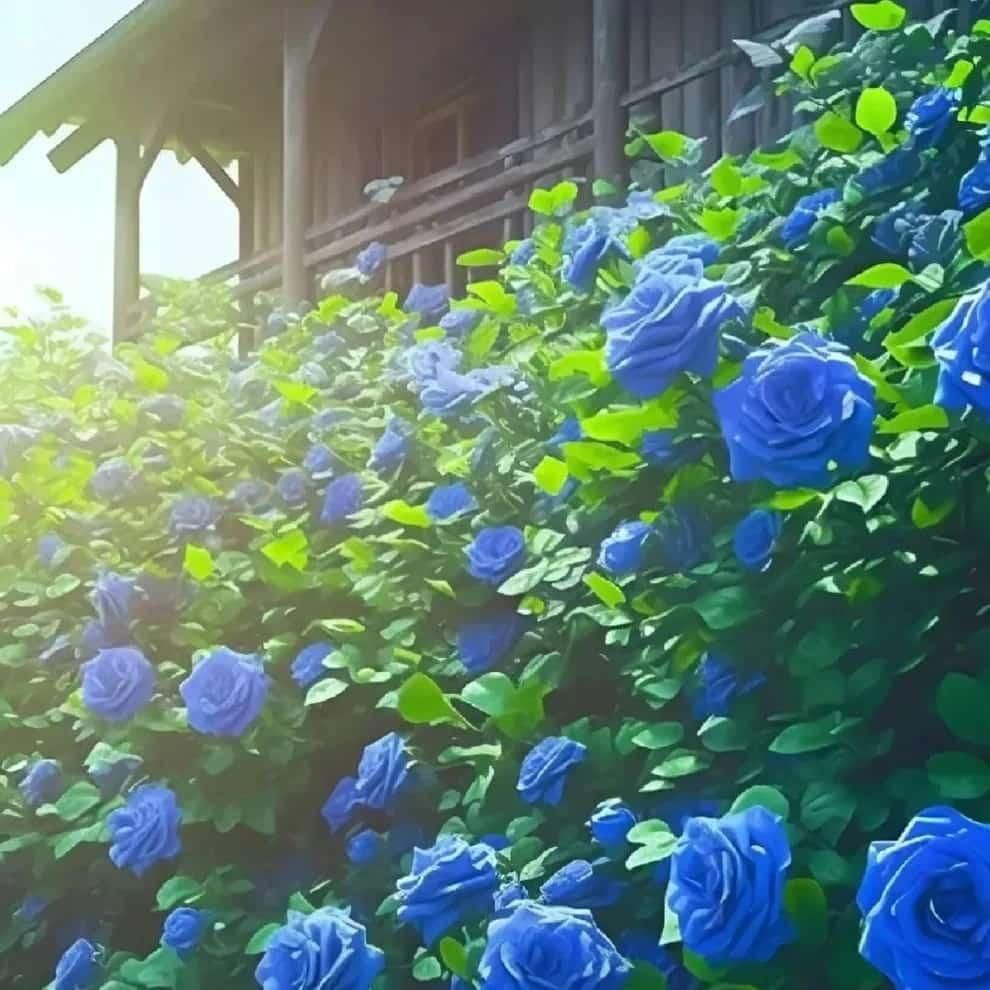 SkyPetal Climbing Rose Seeds