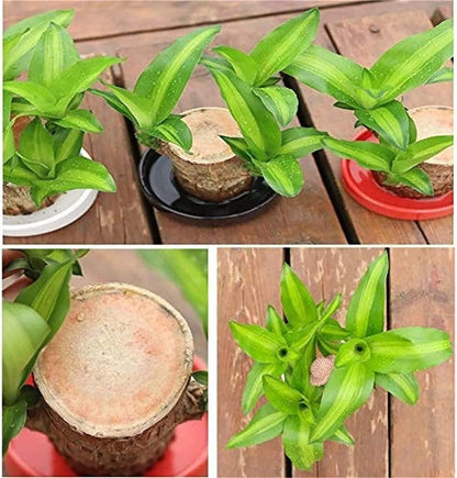 Prospera Lucky Bamboo
