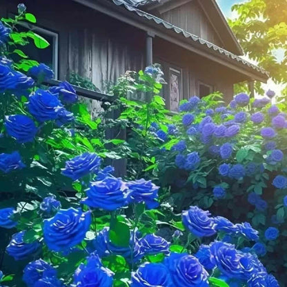 SkyPetal Climbing Rose Seeds