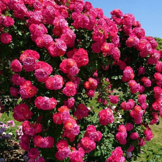 GraceBloom Climbing Rose Seeds