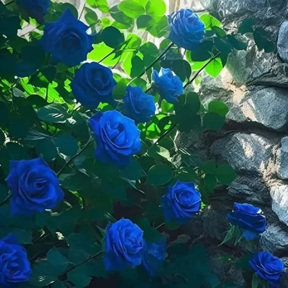 SkyPetal Climbing Rose Seeds